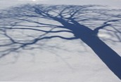 Branching Out